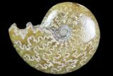 Polished, Agatized Ammonite (Cleoniceras) - Madagascar #97326-1